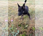 Small Photo #9 German Shepherd Dog Puppy For Sale in SUMPTER TWP, MI, USA
