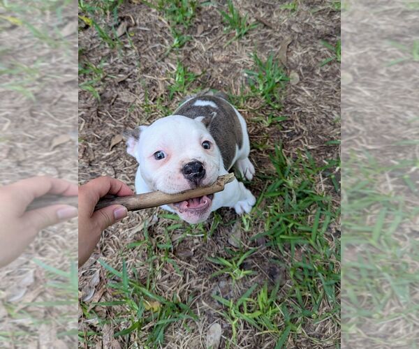 Medium Photo #5 Olde English Bulldogge Puppy For Sale in AUSTIN, TX, USA