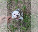 Small #4 Olde English Bulldogge