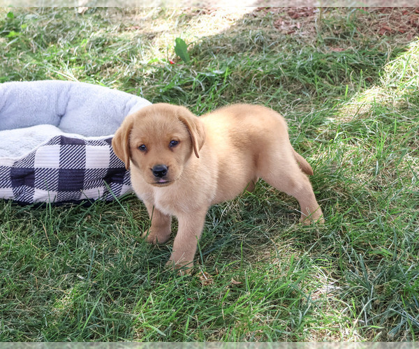 Medium Photo #1 Labrador Retriever Puppy For Sale in SYRACUSE, IN, USA