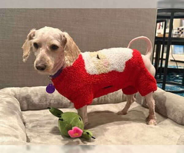 Medium Photo #3 Maltese Puppy For Sale in Fremont, CA, USA