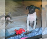 Small #2 Rat Terrier Mix