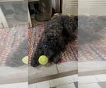 Puppy Betty Poodle (Standard)