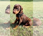 Small Photo #10 Doberman Pinscher Puppy For Sale in KEMPNER, TX, USA