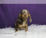 Small #1 Dachshund