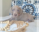 Puppy 1 Weimaraner