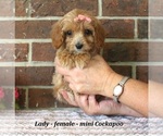 Lady - Female Cockapoo (Miniature) Puppy for Sale - Photo #3