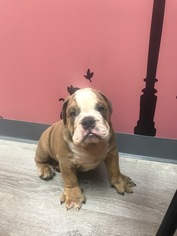 Bulldog Puppy for sale in BOSTON, MA, USA