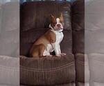 Small Photo #1 Boston Terrier Puppy For Sale in LIVINGSTON, TX, USA