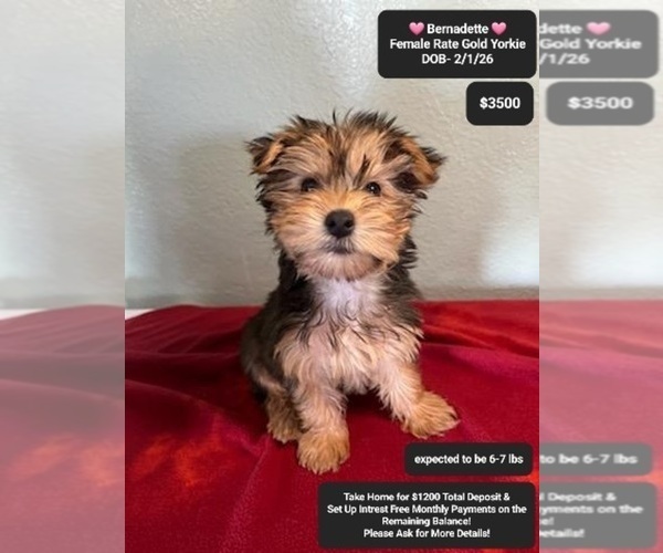 Medium Photo #2 Yorkshire Terrier Puppy For Sale in TUCSON, AZ, USA