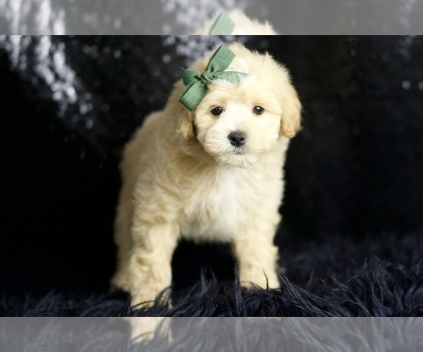 Medium Photo #2 Maltipoo (Miniature) Puppy For Sale in WARSAW, IN, USA