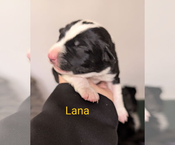 Medium Photo #1 Border Collie-Unknown Mix Puppy For Sale in Chinook, MT, USA