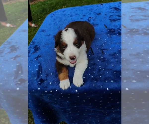Medium Photo #1 Miniature American Shepherd Puppy For Sale in MONTGOMERY CITY, MO, USA