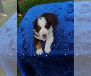 Miniature American Shepherd Puppy for sale in MONTGOMERY CITY, MO, USA