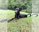 Small Shepradors