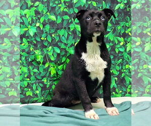 American Pit Bull Terrier-Unknown Mix Dogs for adoption in Wetumpka, AL, USA