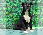 Small American Pit Bull Terrier Mix