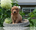 Small Photo #23 Golden Retriever Puppy For Sale in GREENWOOD, WI, USA