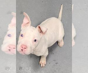 American Pit Bull Terrier Dogs for adoption in Peoria, IL, USA