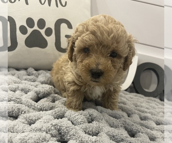 Medium Photo #3 Poodle (Toy) Puppy For Sale in BOAZ, KY, USA