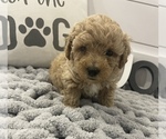 Small Photo #3 Poodle (Toy) Puppy For Sale in BOAZ, KY, USA