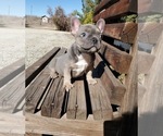 Small Photo #6 French Bulldog Puppy For Sale in SANTA CLARITA, CA, USA