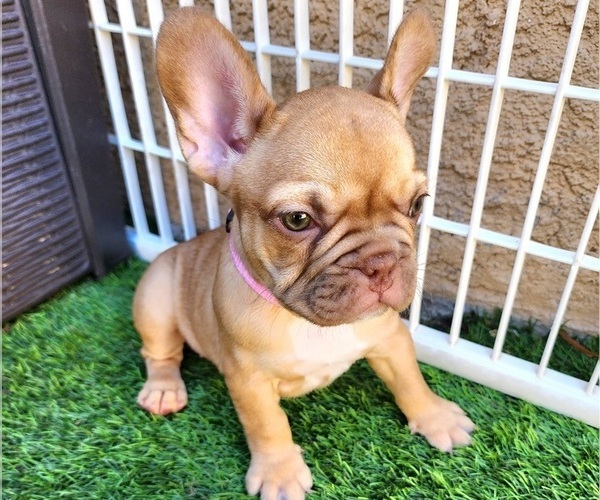 Medium Photo #12 French Bulldog Puppy For Sale in LAS VEGAS, NV, USA