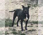 Small American Pit Bull Terrier Mix