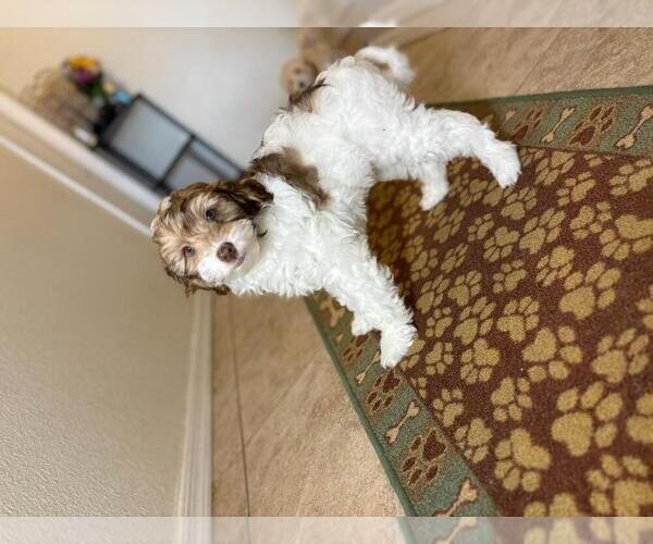 Medium Photo #6 Poovanese Puppy For Sale in TUCSON, AZ, USA