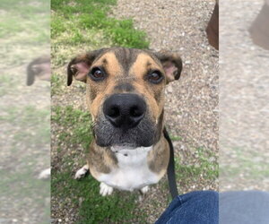 Boxer-Unknown Mix Dogs for adoption in Center Township, PA, USA
