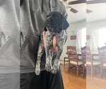 Small Photo #1 German Shorthaired Pointer Puppy For Sale in HAXTUN, CO, USA