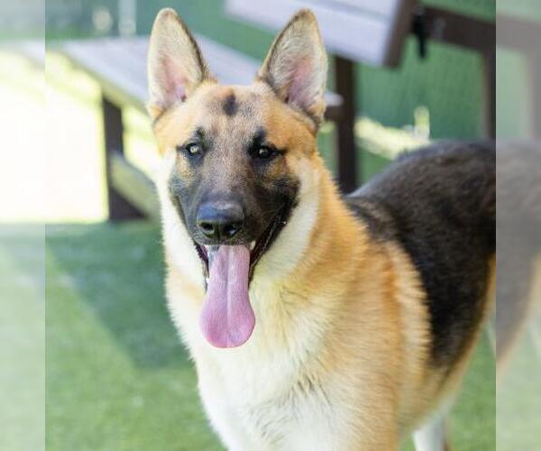 Medium Photo #1 German Shepherd Dog Puppy For Sale in Camarillo, CA, USA