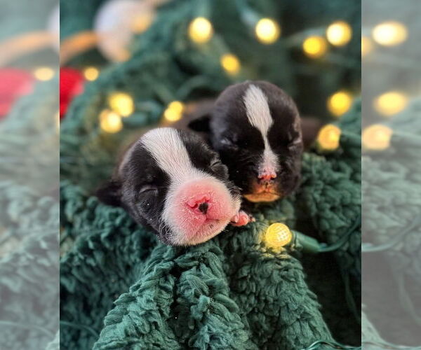 Medium Photo #4 Mutt Puppy For Sale in OKLAHOMA CITY, OK, USA