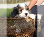 Puppy Puppy 2 Male Cavapoo