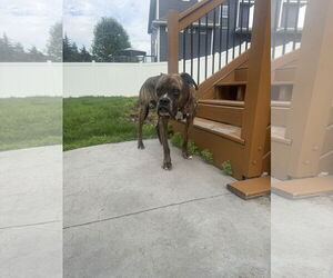 Boxer Dogs for adoption in Woodbury, MN, USA