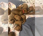 Small Photo #13 Rhodesian Ridgeback Puppy For Sale in RIVERSIDE, CA, USA