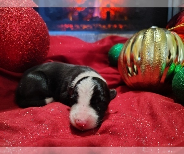 Medium Photo #1 Border Collie Puppy For Sale in NORBORNE, MO, USA