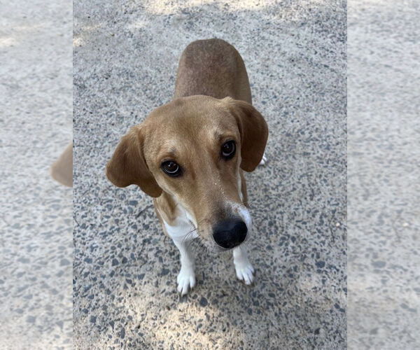 Medium Photo #2 Mutt Puppy For Sale in Woodbury, NY, USA