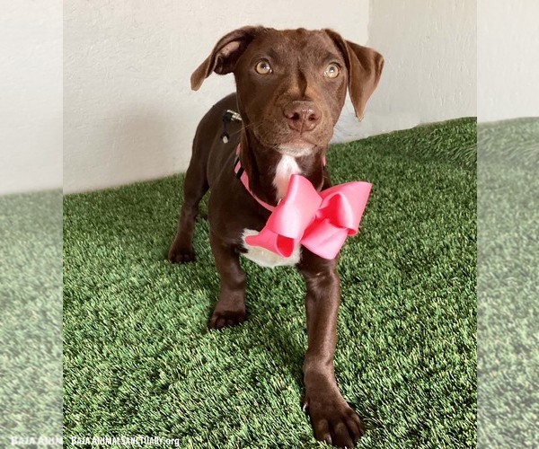 Medium Photo #4 Chocolate Labrador retriever-Unknown Mix Puppy For Sale in San Diego, CA, USA