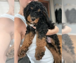 Poodle (Miniature) Puppy for sale in VALLEJO, CA, USA
