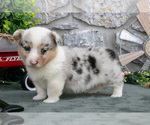 Puppy Indy Pembroke Welsh Corgi