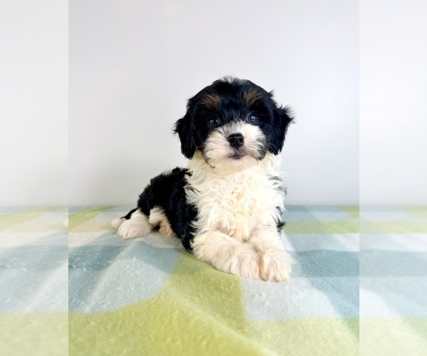 Medium Photo #3 Bernedoodle (Miniature) Puppy For Sale in GREENFIELD, IN, USA