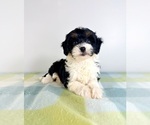 Small #2 Bernedoodle (Miniature)