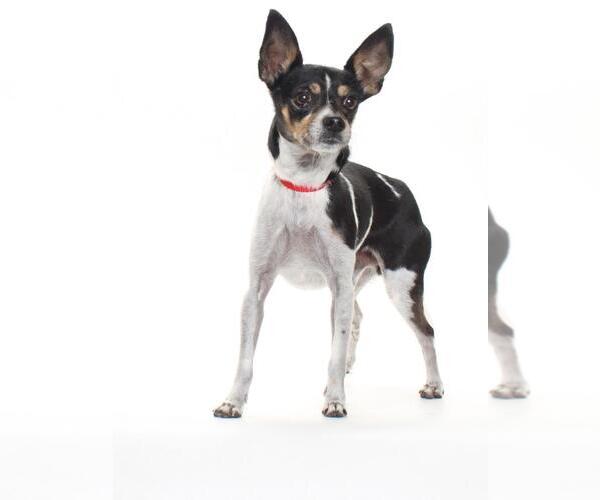 Medium Photo #2 Chihuahua Puppy For Sale in Burbank, CA, USA