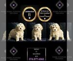 Small Photo #23 Maltipoo (Miniature) Puppy For Sale in WARSAW, IN, USA