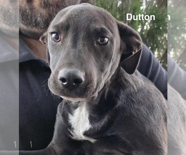 Medium Photo #17 American Pit Bull Terrier-Unknown Mix Puppy For Sale in Minneapolis, MN, USA