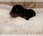 Small #7 Cavapoo (Miniature)