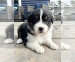 Small #3 Australian Shepherd