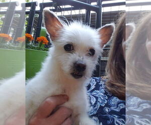 Sweet Pea - Female Chihuahua-Unknown Mix Dog for Adoption - Photo #4