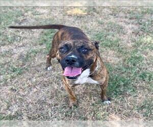 Bullboxer Pit Dogs for adoption in Conroe, TX, USA